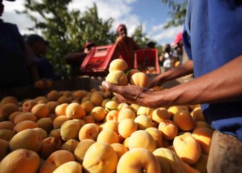 South Africa Aims to Boost Agricultur